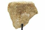 Dinosaur (Triceratops) Frill Shield Section w/ Stand - South Dakota #363556-2